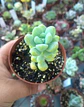 Sedum trealseae, pequeña - Miniatura 1