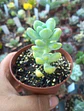 Sedum trealseae, pequeña - Miniatura 2