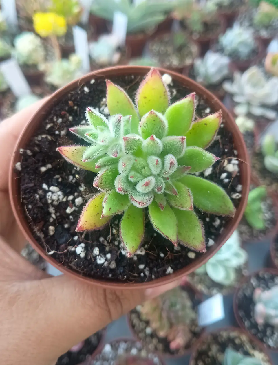 Echeveria set oliver, pequeña 1