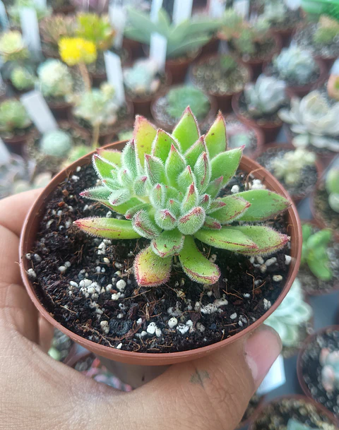 Echeveria set oliver, pequeña