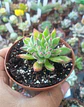 Echeveria set oliver, pequeña - Miniatura 2