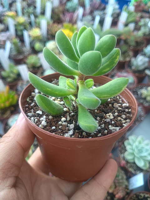 Crassula Rogersii variegada, pequeña