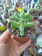 Crassula Rogersii variegada, pequeña - Miniatura 2