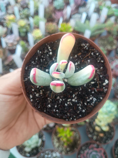 Cotyledon flanagahnii variegado, pequeño