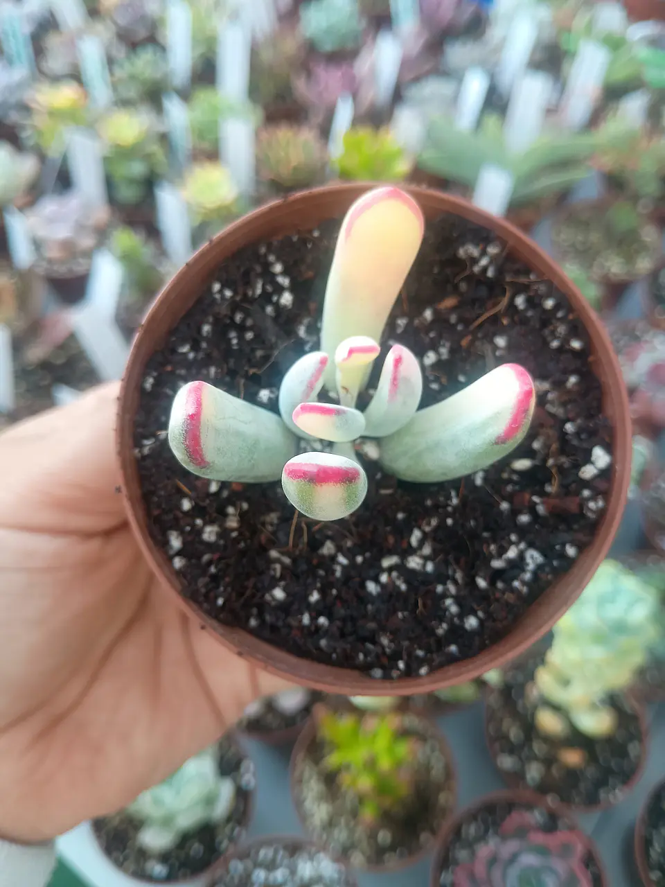 Cotyledon flanagahnii variegado, pequeño 1