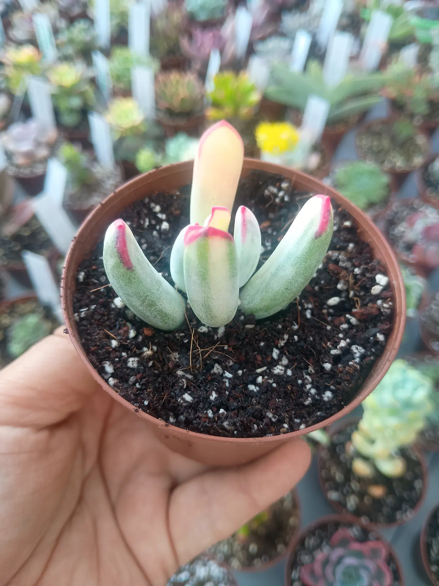 Cotyledon flanagahnii variegado, pequeño 2