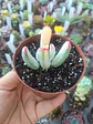 Cotyledon flanagahnii variegado, pequeño - Miniatura 2