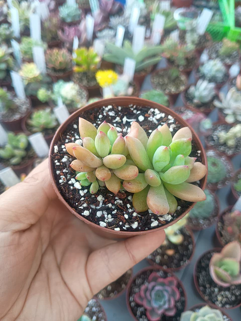 Sedeveria apricot dreams