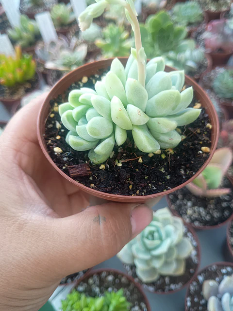 Echeveria albida, doble