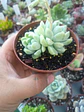 Echeveria albida, doble - Miniatura 1