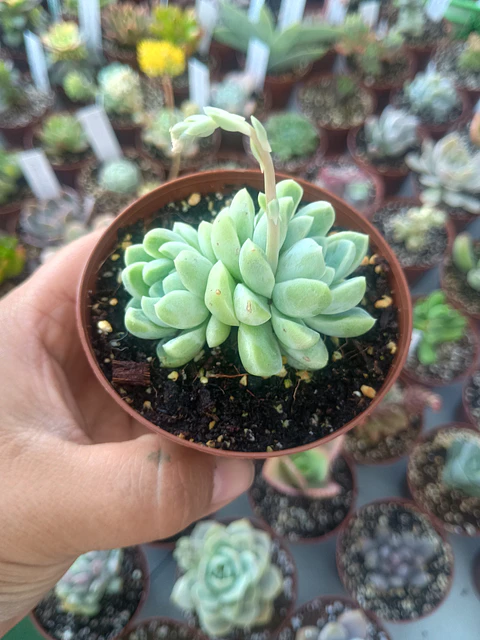 Echeveria albida, doble