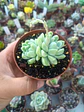 Echeveria albida, doble - Miniatura 2