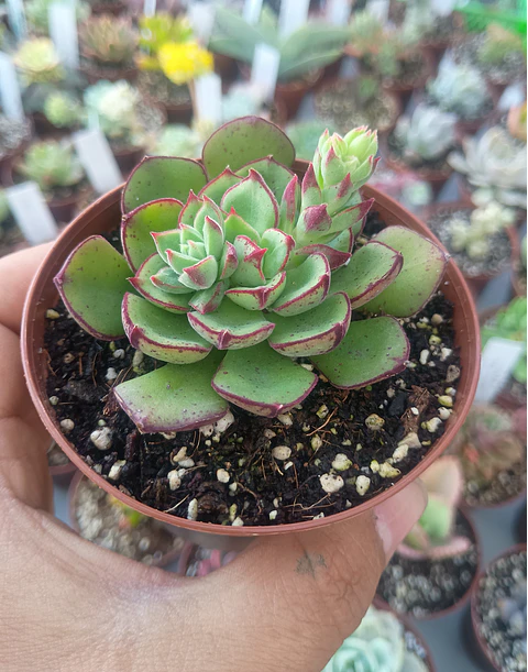 Echeveria Joan Daniels