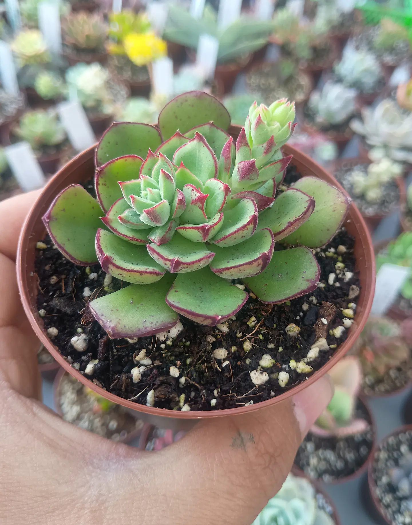 Echeveria Joan Daniels 1