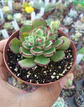Echeveria Joan Daniels - Miniatura 1