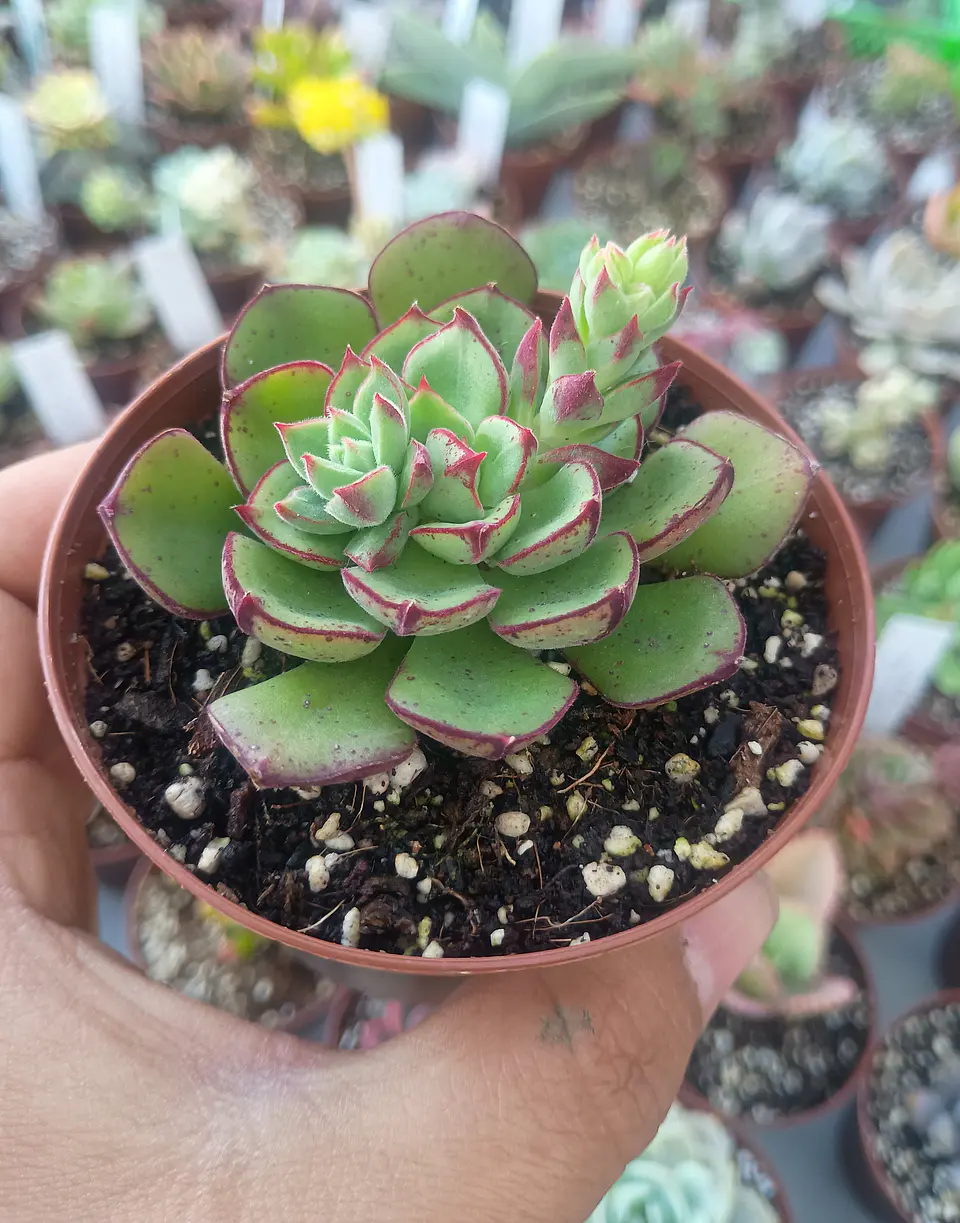 Echeveria Joan Daniels 1