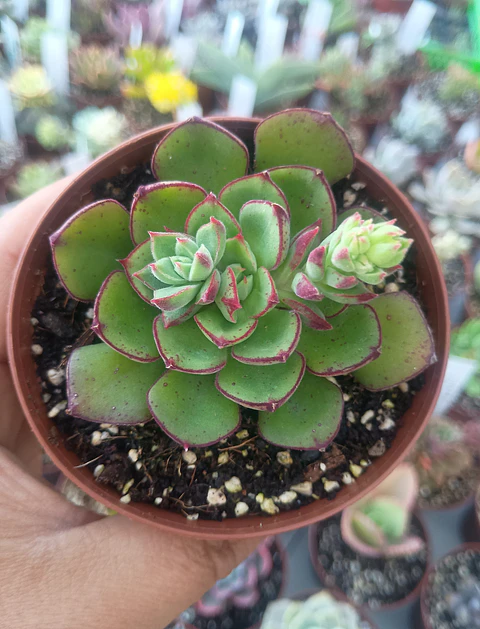 Echeveria Joan Daniels