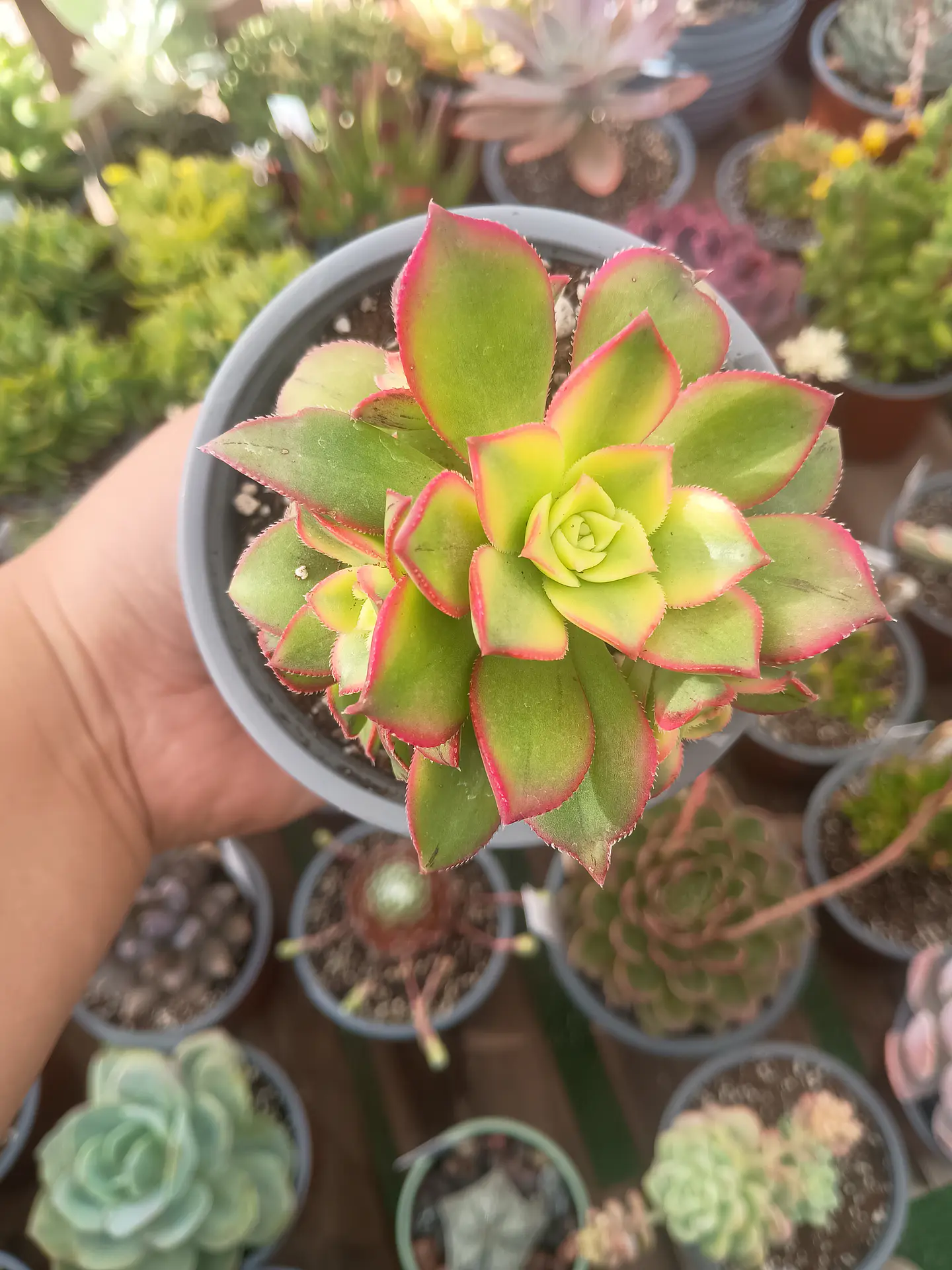 Aeonium Kiwi  1