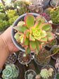 Aeonium Kiwi  - Miniatura 1