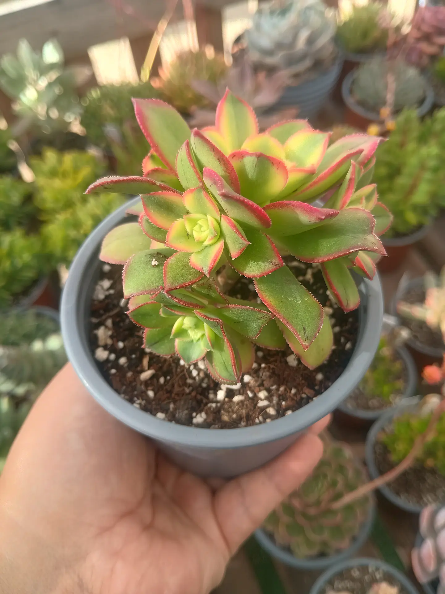 Aeonium Kiwi  2