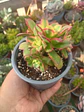 Aeonium Kiwi  - Miniatura 2