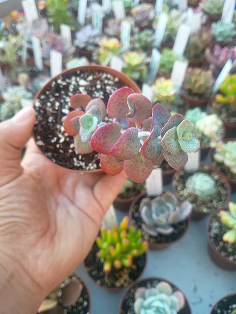 Crassula Cordata , pequeña
