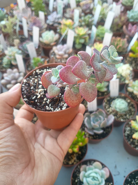 Crassula Cordata , pequeña