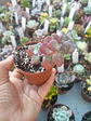 Crassula Cordata , pequeña - Miniatura 2