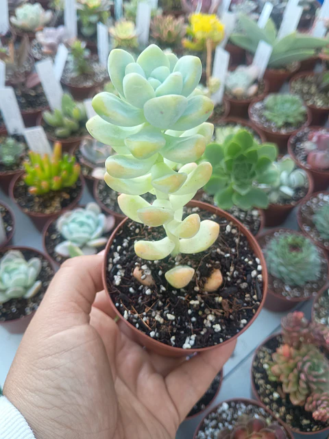 Sedum trealseae