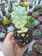 Sedum trealseae - Miniatura 1