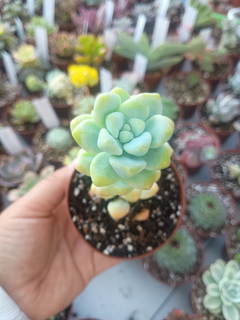 Sedum trealseae