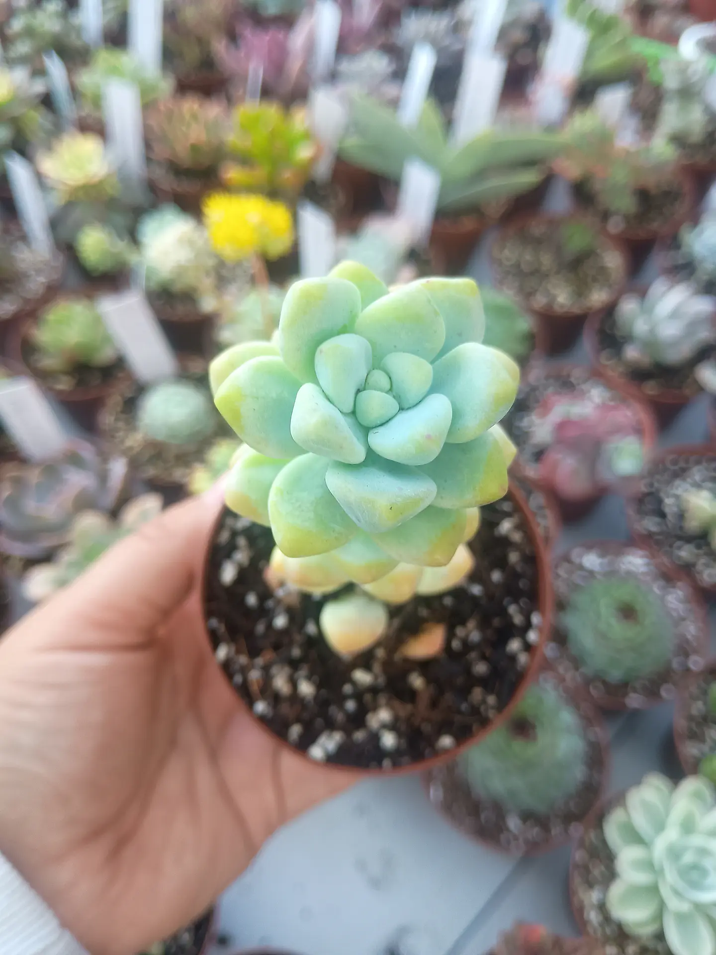 Sedum trealseae 2