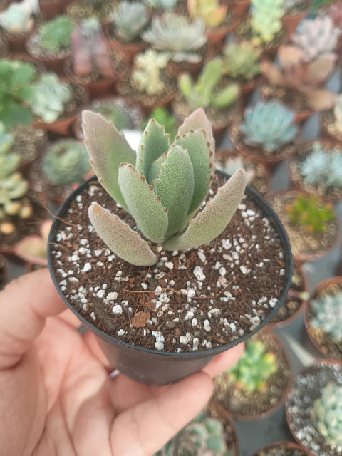 kalanchoe pequeño