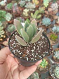 kalanchoe pequeño - Miniatura 1