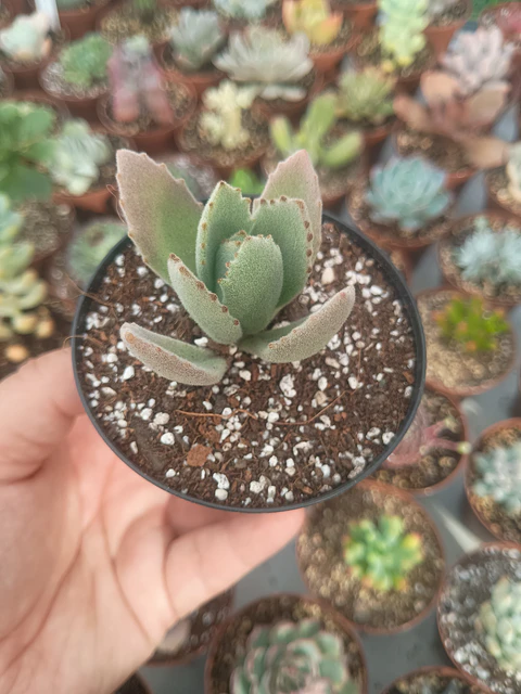 kalanchoe pequeño