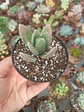 kalanchoe pequeño - Miniatura 2
