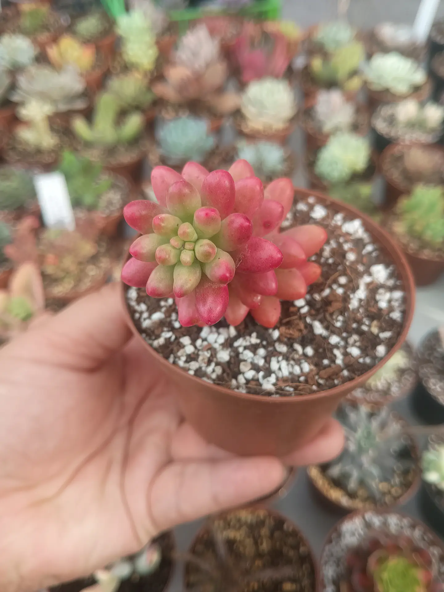 Sedum rubrotictum aurora, pequeño 1