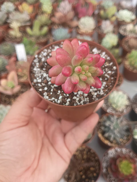 Sedum rubrotictum aurora, pequeño