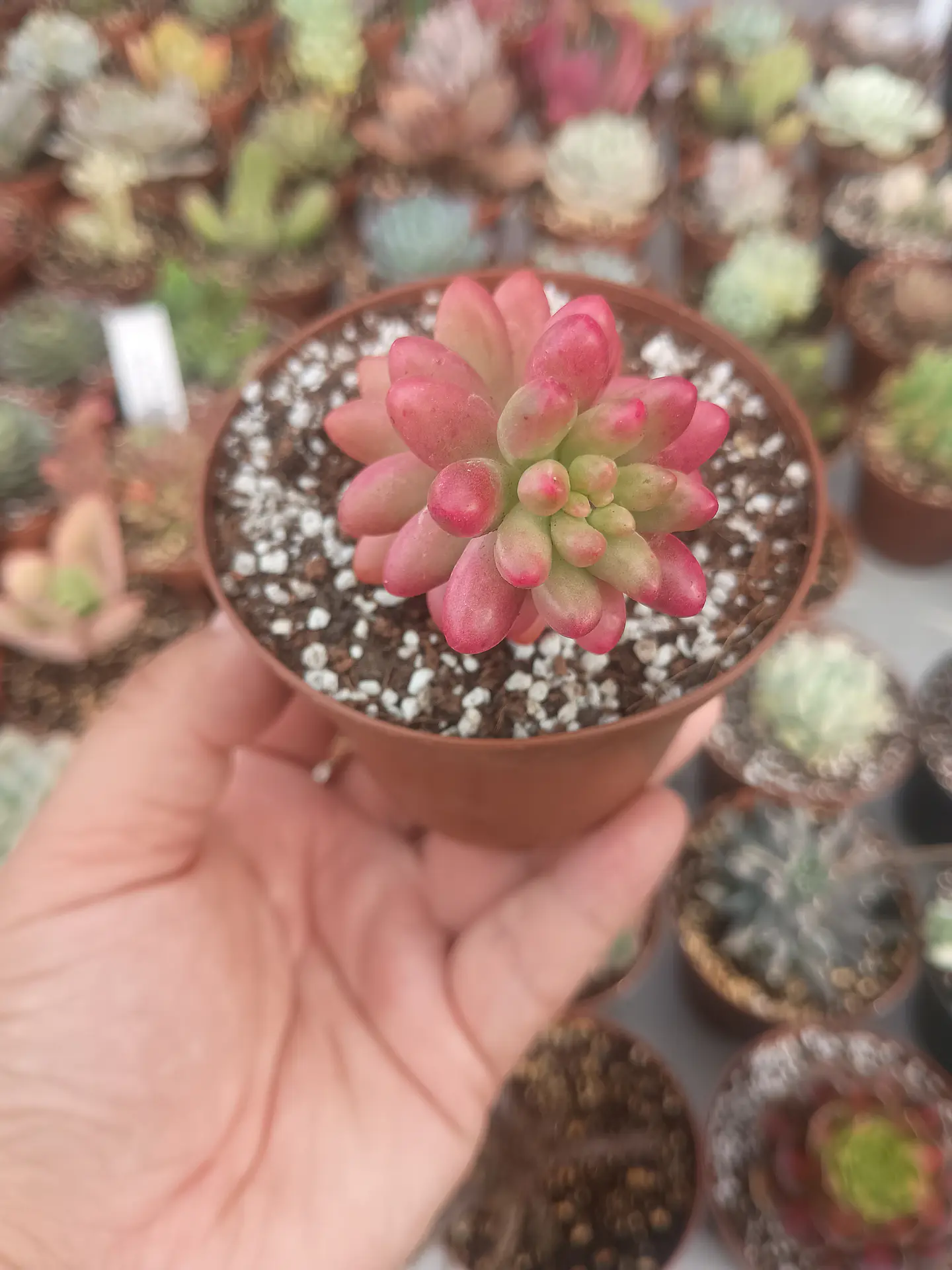 Sedum rubrotictum aurora, pequeño 2