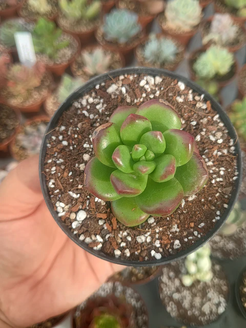 Sedum lucidum obesum, pequeño