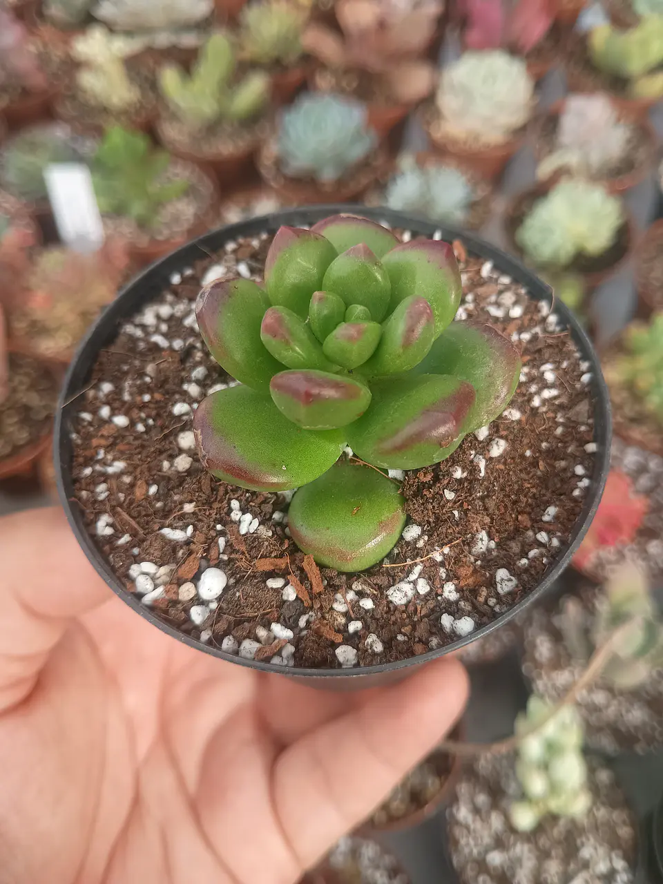 Sedum lucidum obesum, pequeño 2