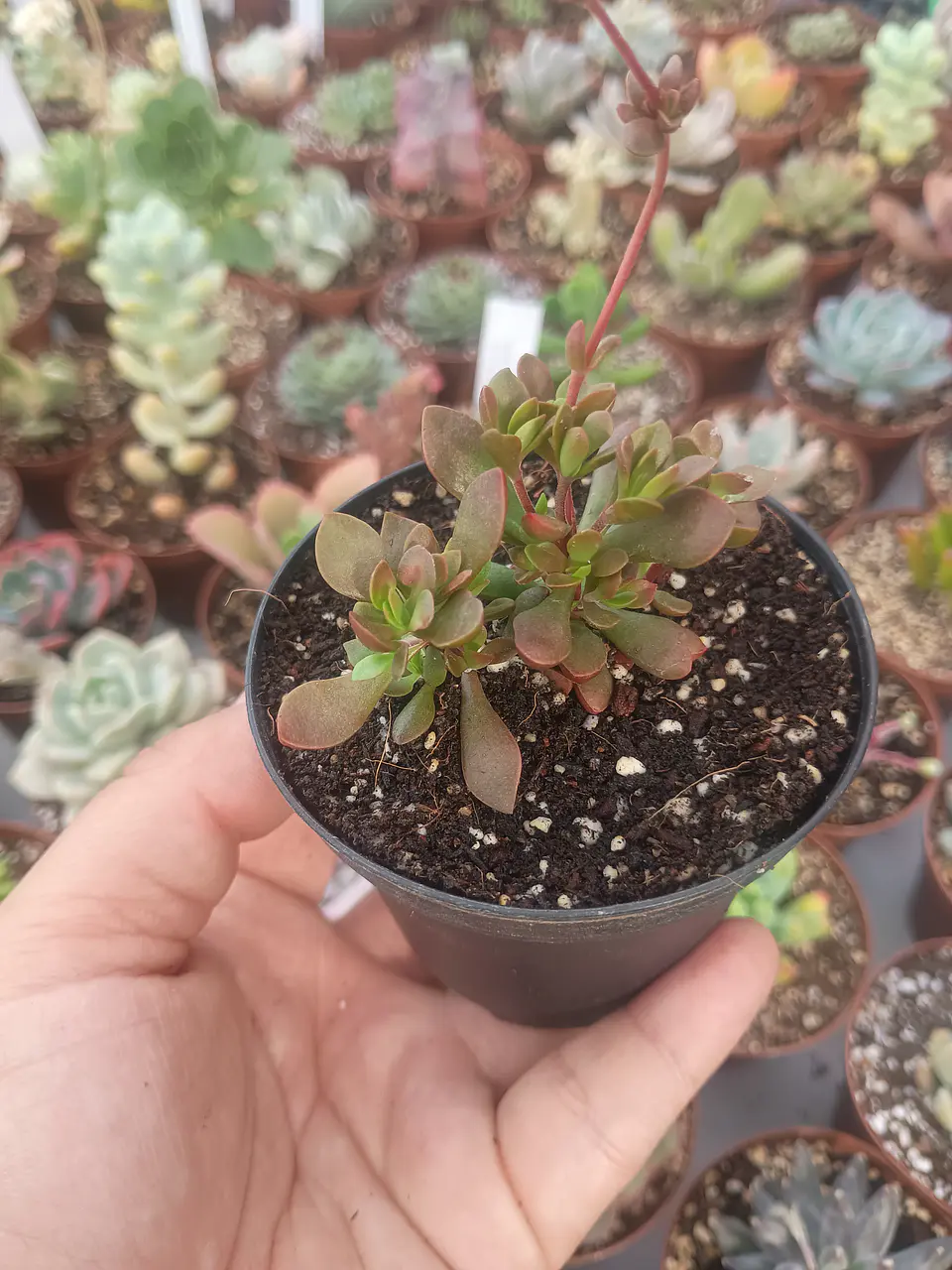 Crassula pubensce, pequeña 1