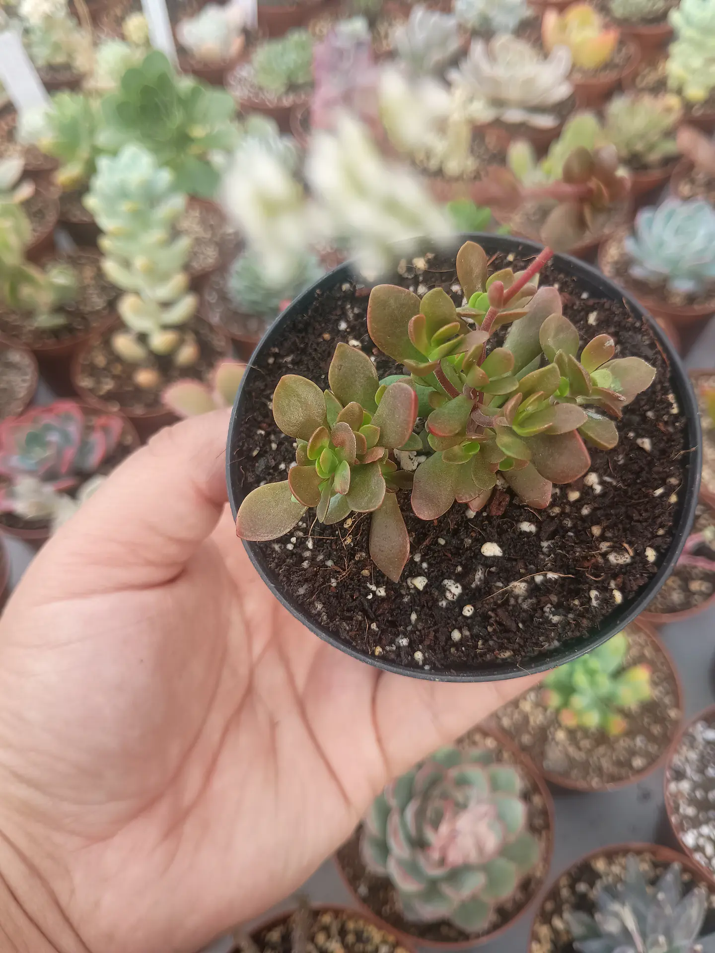 Crassula pubensce, pequeña 2
