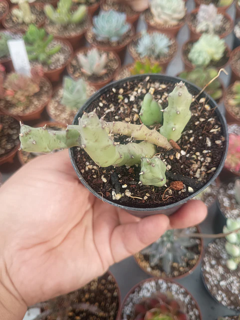 Huernia, pequeña