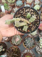 Huernia, pequeña - Miniatura 2