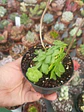 Crassula orbicularis - Miniatura 1