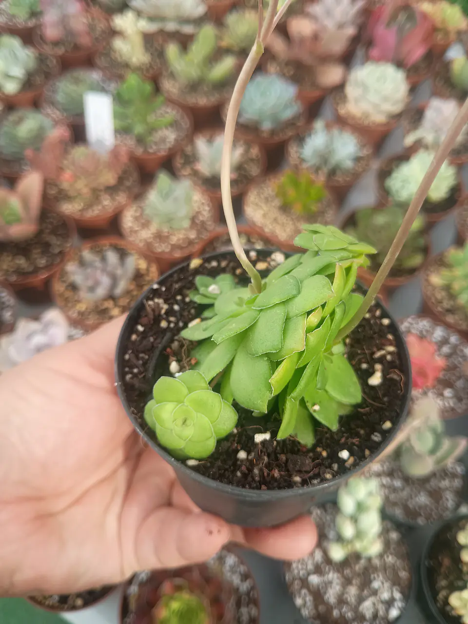 Crassula orbicularis 1