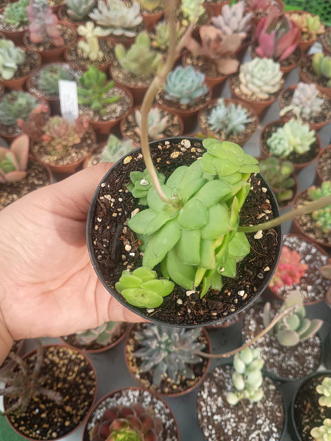 Crassula orbicularis