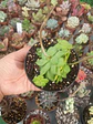 Crassula orbicularis - Miniatura 2