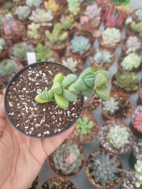 Delosperma Lemahnii, pequeña